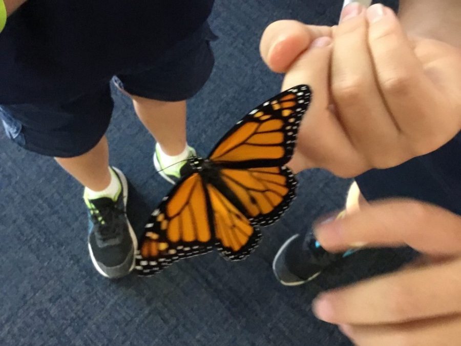 March 2021 – Caring for Monarchs